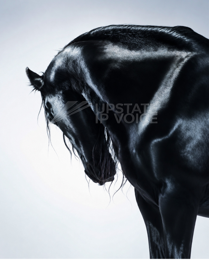 Black horse representing strength and reliability